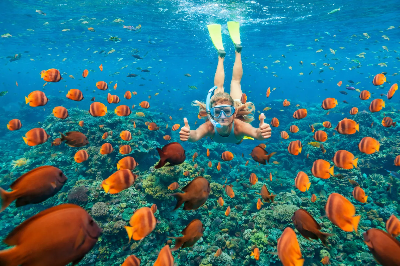 Green turtle and reef fish while snorkelling on a Koh Tao day trip from Koh Samui